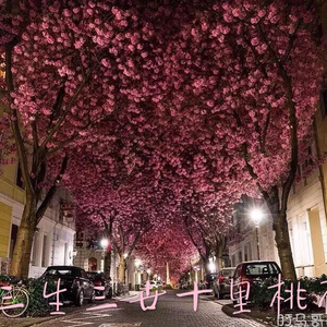 免费黄色短视频
